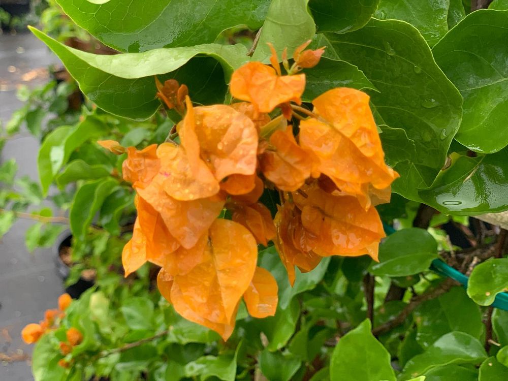 bougainvillea-california-gold