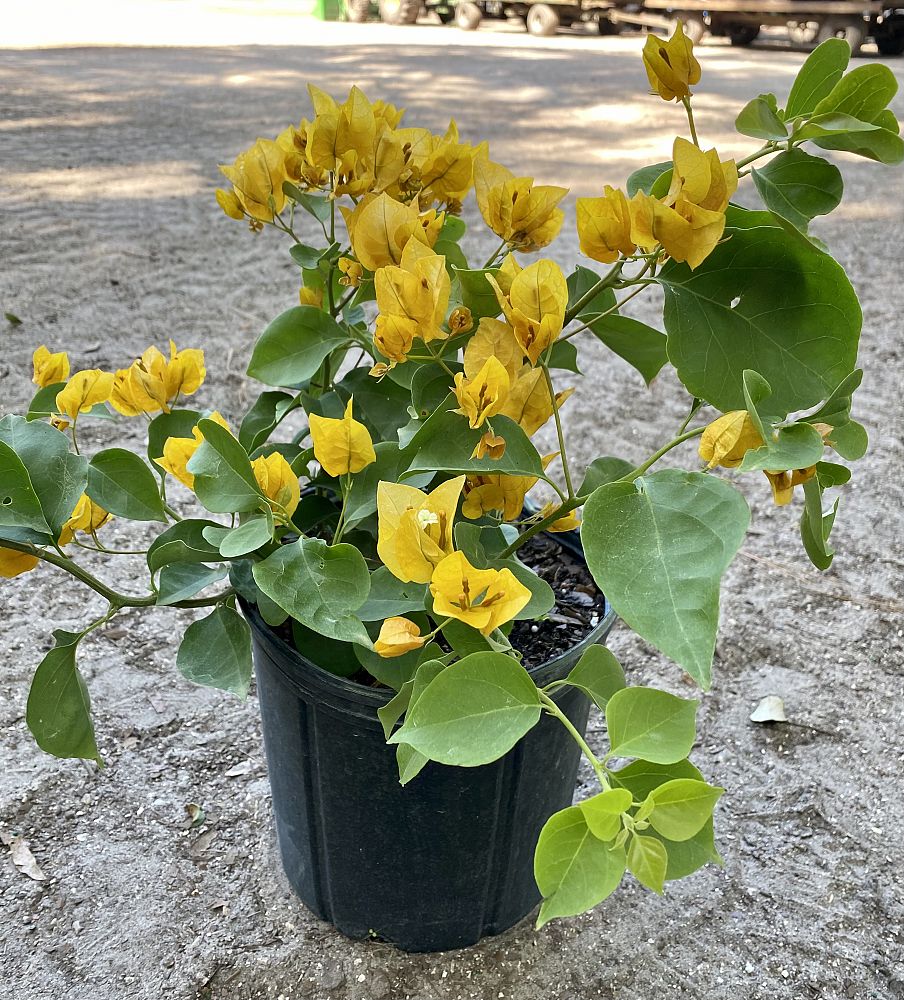 bougainvillea-california-gold
