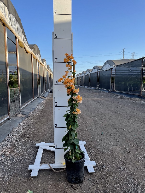 bougainvillea-california-gold