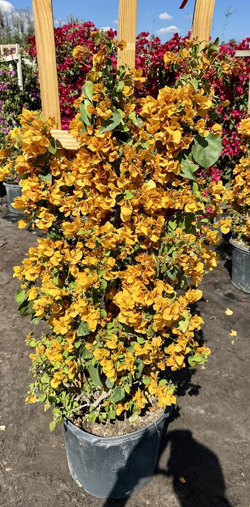 bougainvillea-california-gold