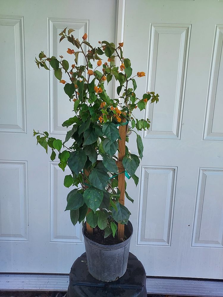 bougainvillea-california-gold