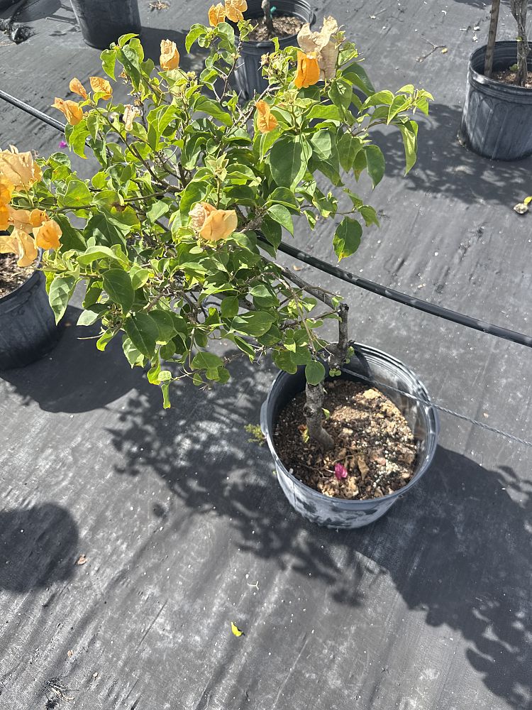 bougainvillea-california-gold