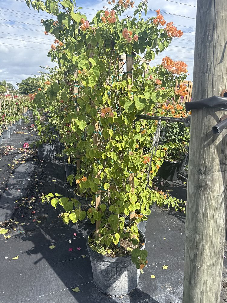 bougainvillea-california-gold