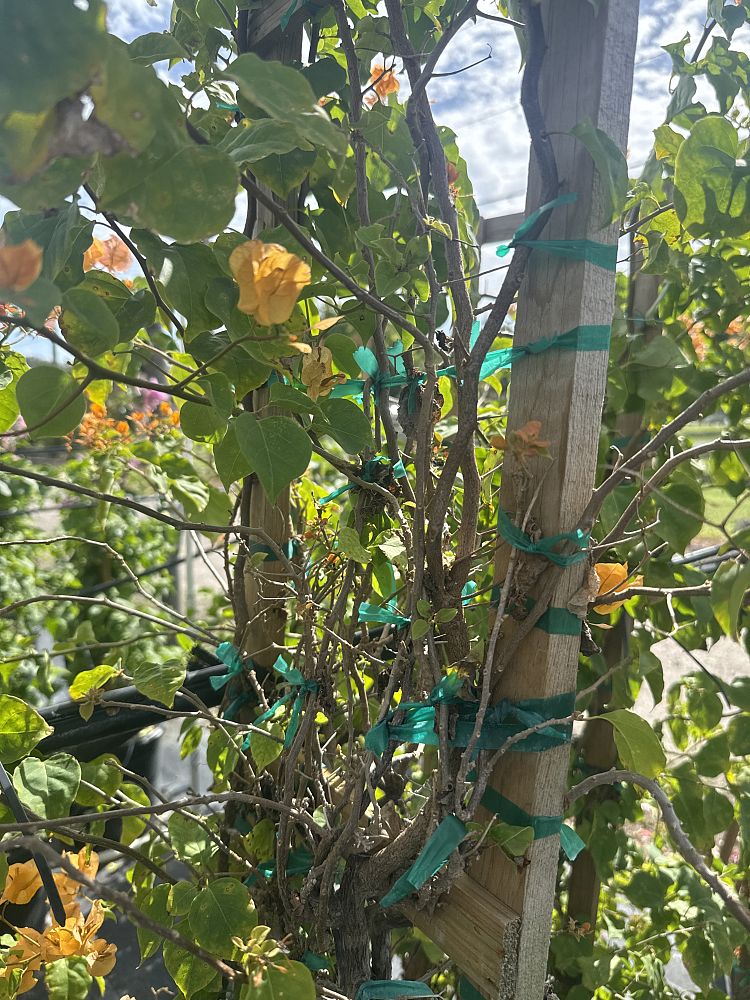 bougainvillea-california-gold