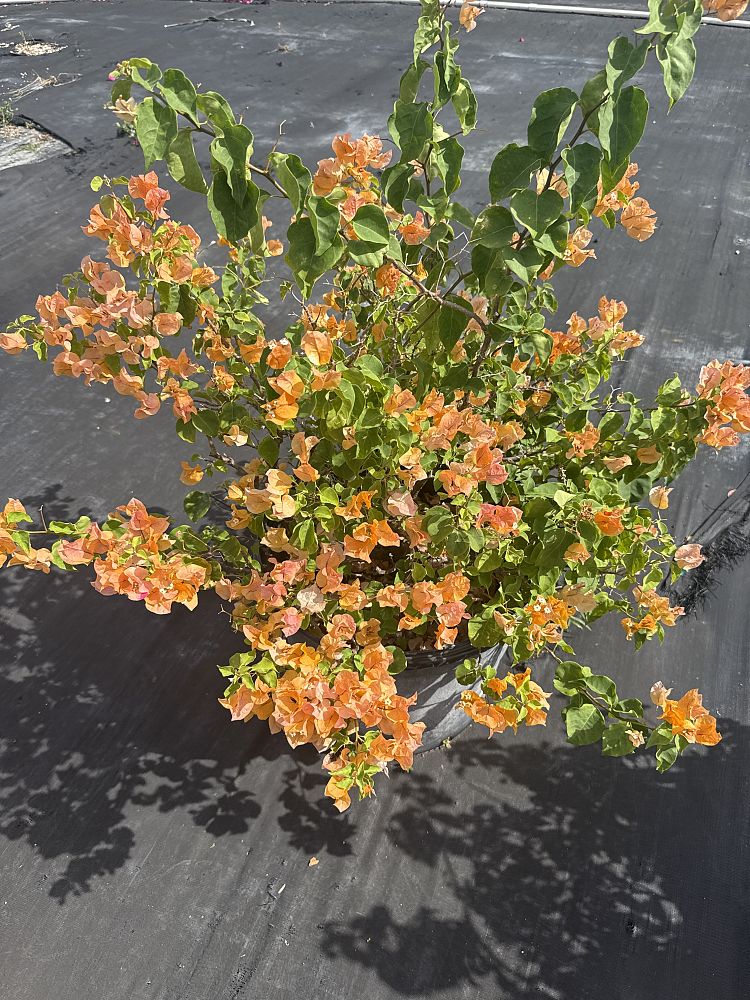 bougainvillea-california-gold