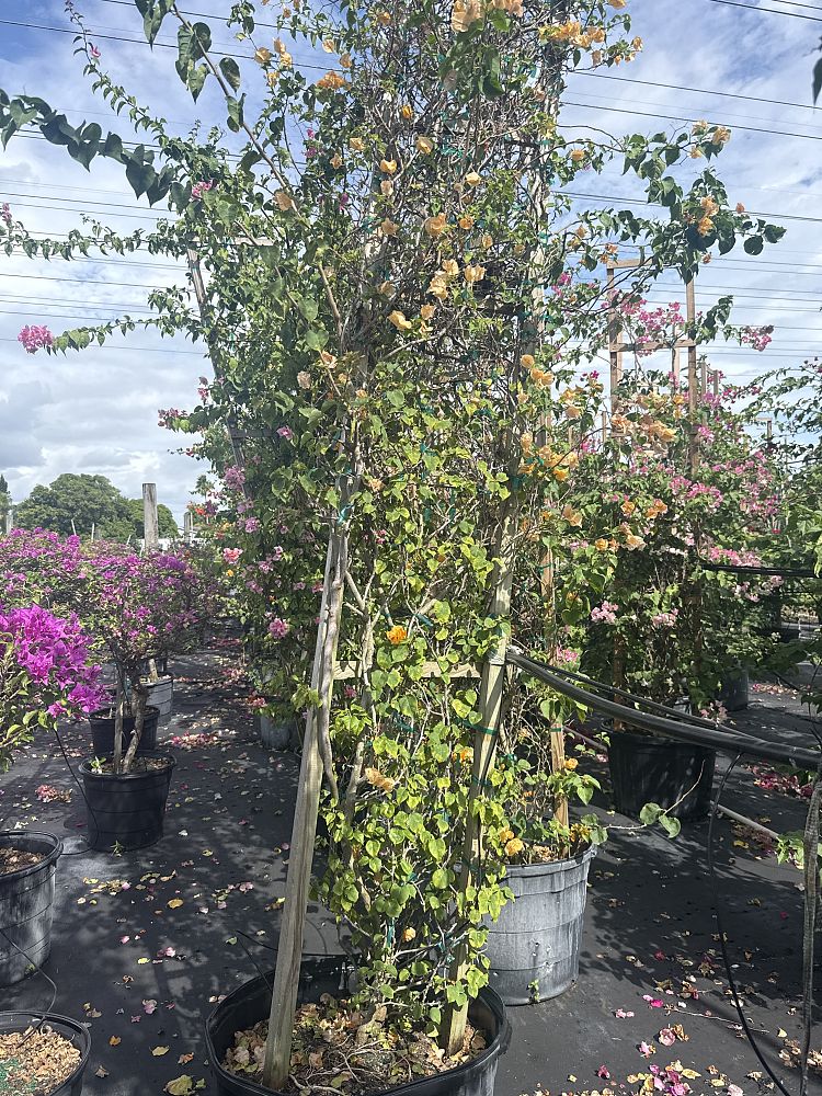 bougainvillea-california-gold
