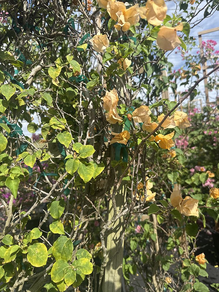 bougainvillea-california-gold