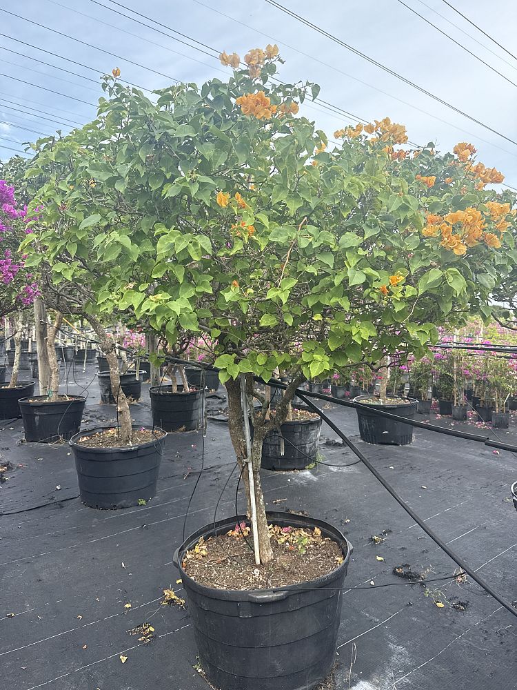 bougainvillea-california-gold