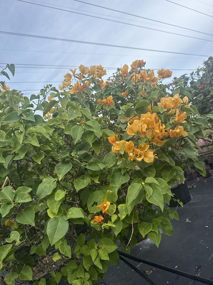 bougainvillea-california-gold