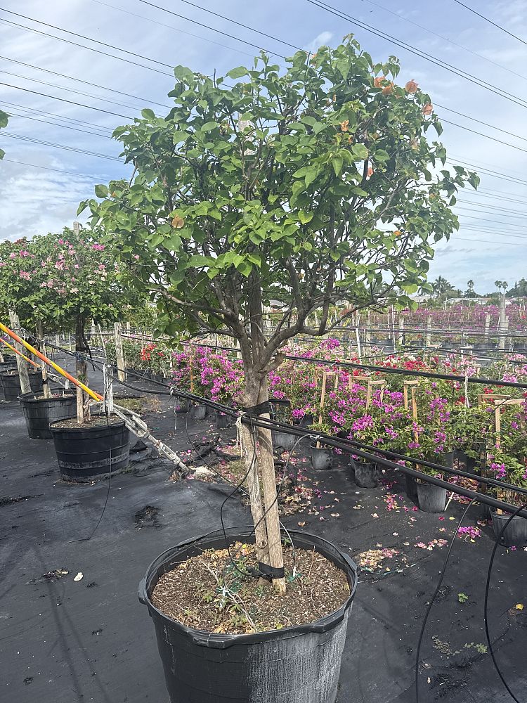 bougainvillea-california-gold