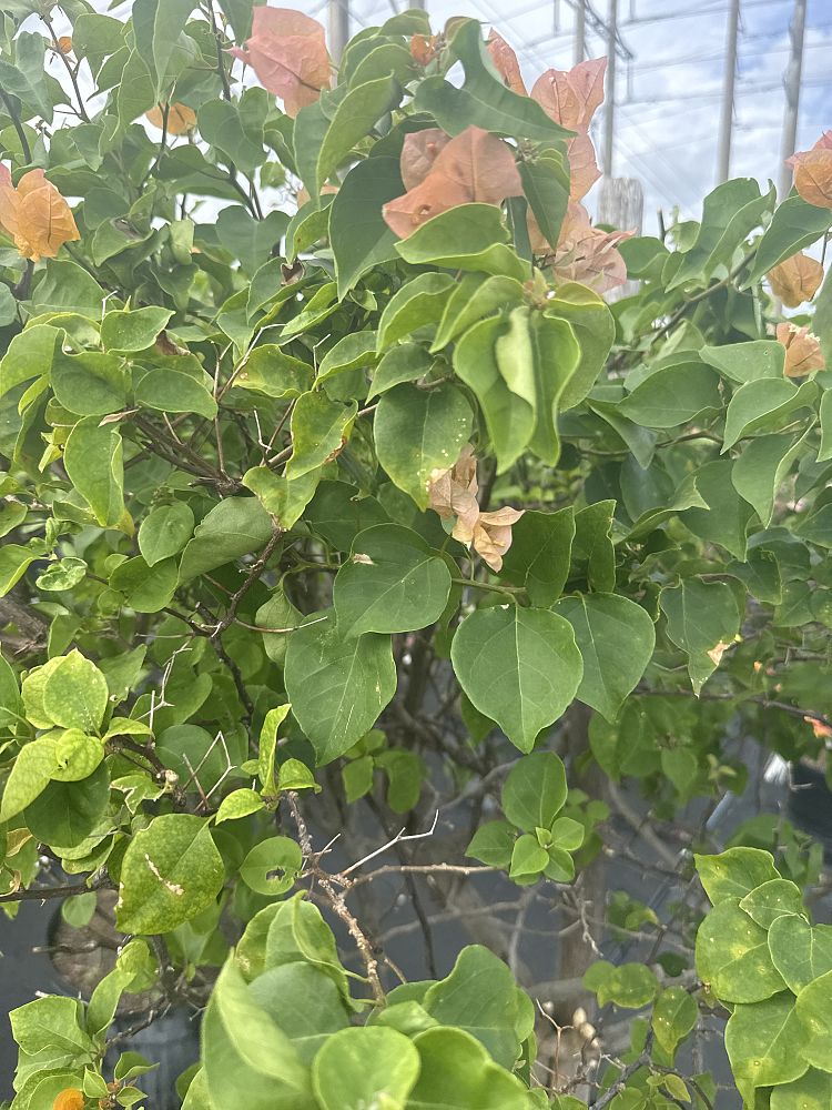 bougainvillea-california-gold