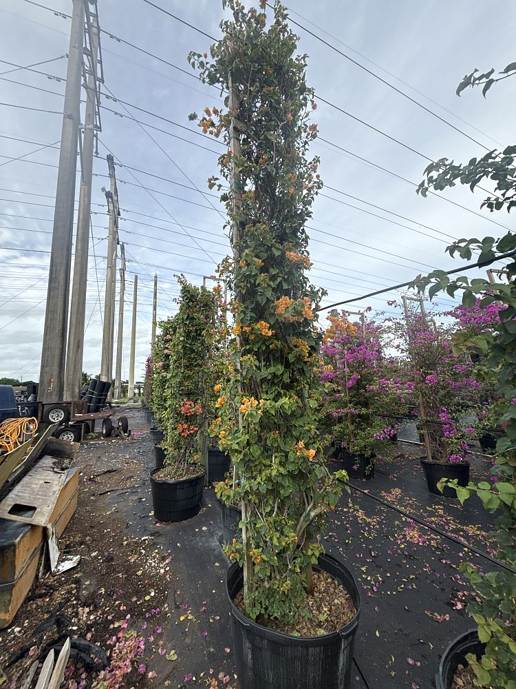 bougainvillea-california-gold