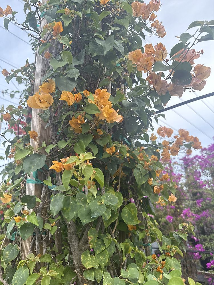 bougainvillea-california-gold