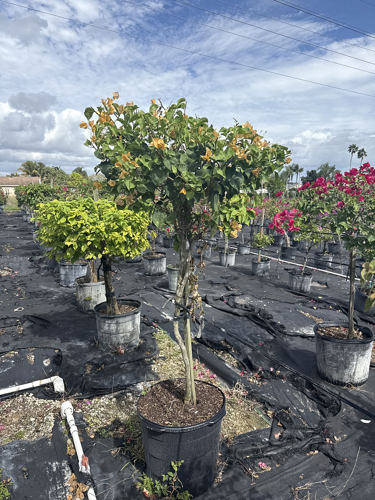 bougainvillea-california-gold