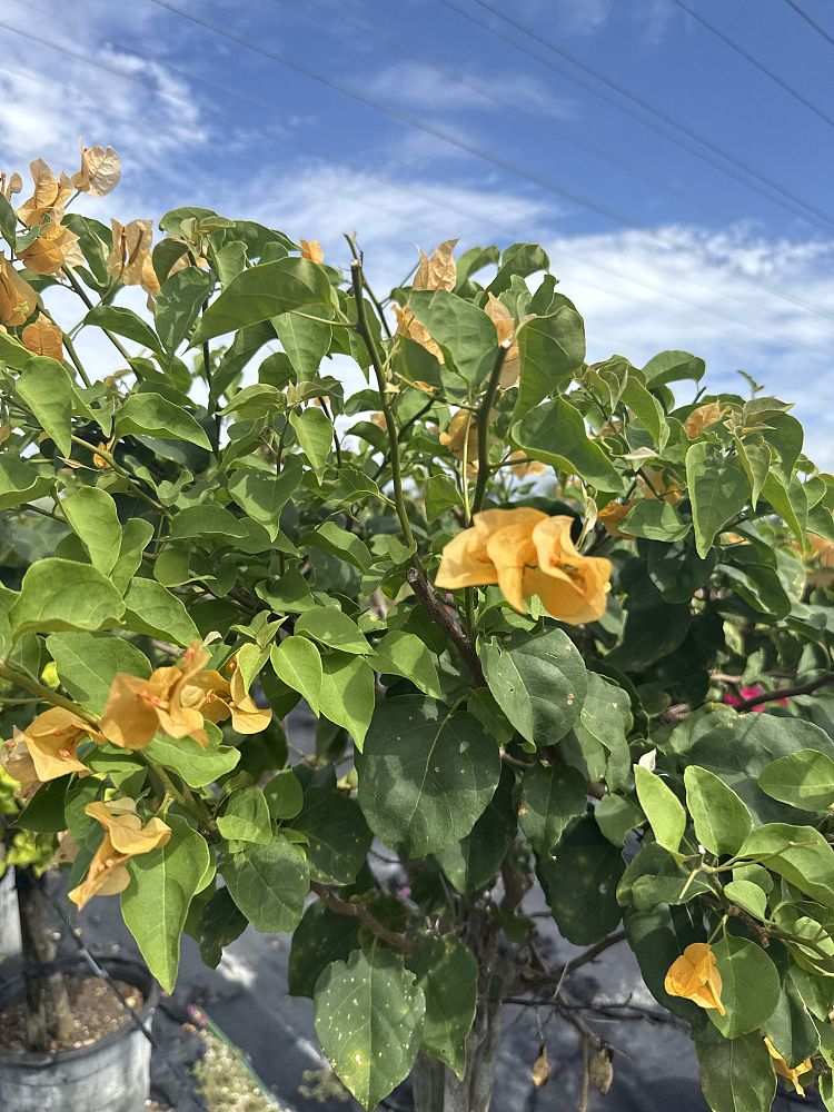 bougainvillea-california-gold
