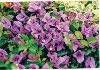 bougainvillea-carpet-purple