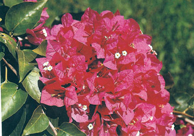 bougainvillea-crimson-red