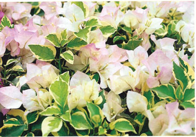 bougainvillea-double-delight-variegated-pinky-white