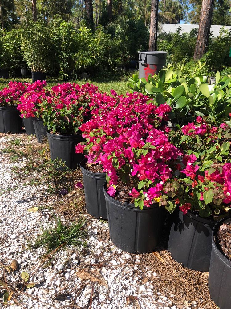 bougainvillea-dwarf