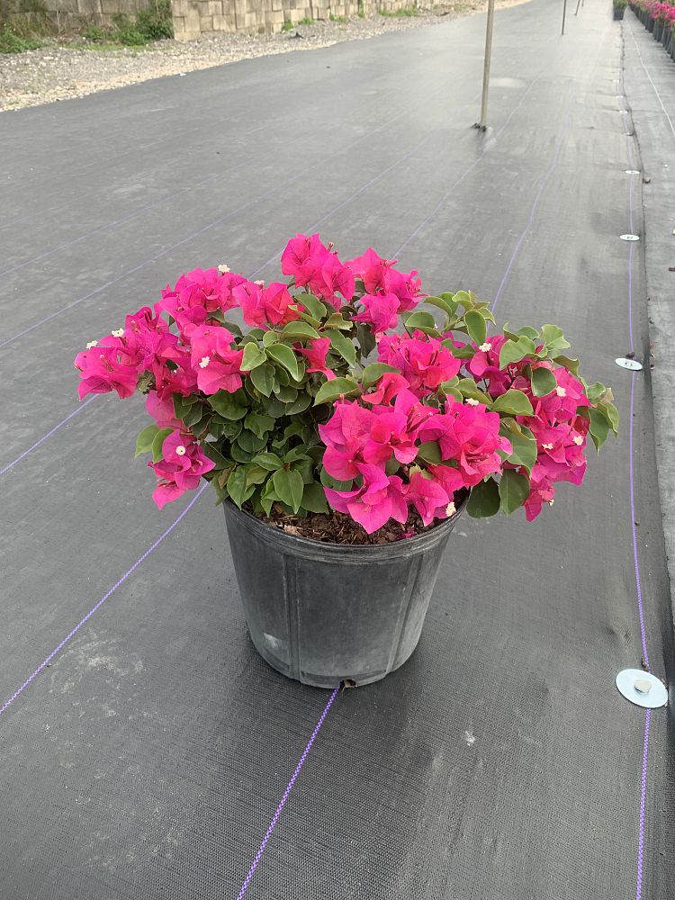 bougainvillea-dwarf