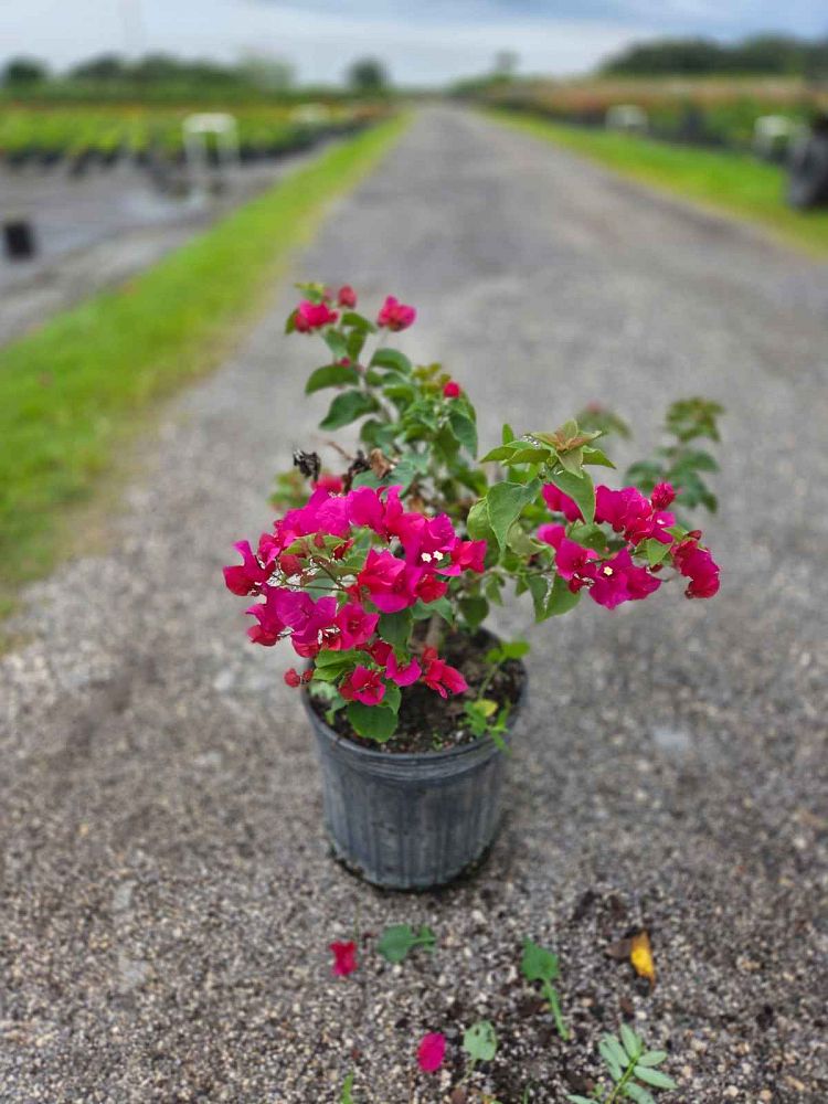 bougainvillea-dwarf