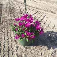 bougainvillea-elizabeth-angus