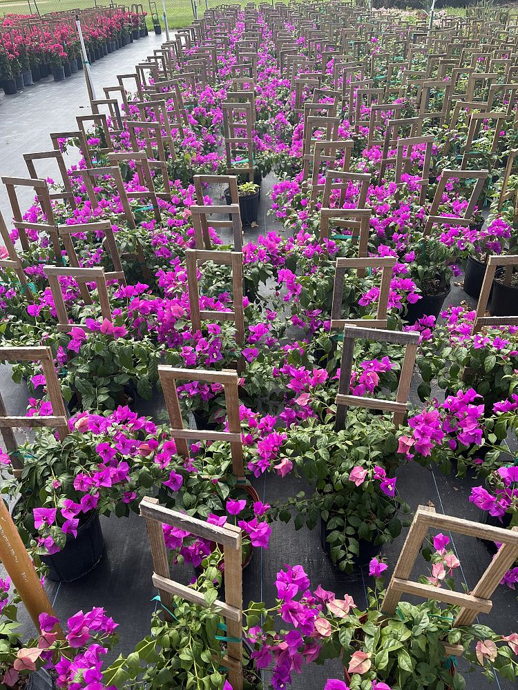 bougainvillea-elizabeth-angus