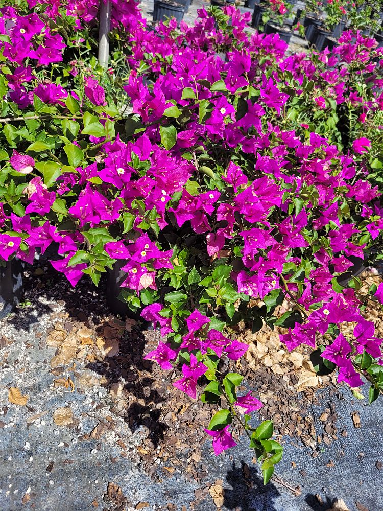 bougainvillea-elizabeth-angus
