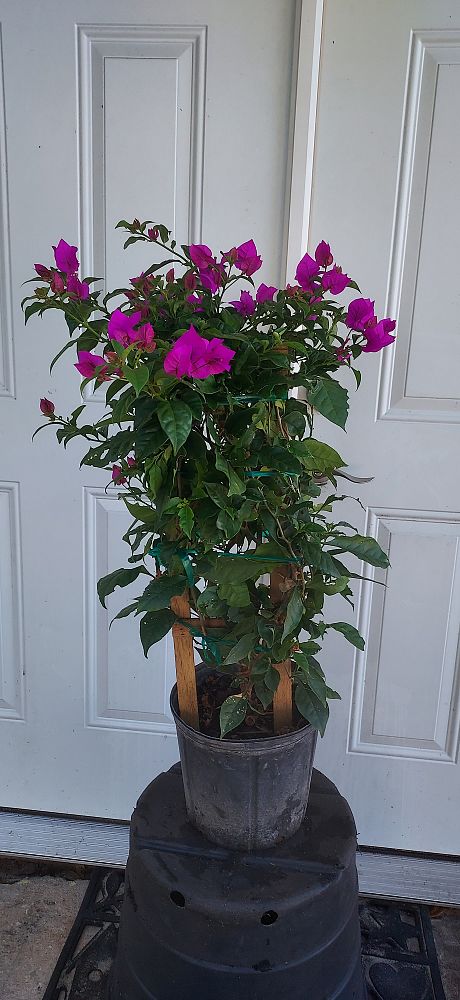 bougainvillea-elizabeth-angus