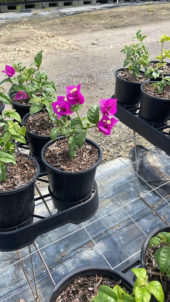 bougainvillea-elizabeth-angus
