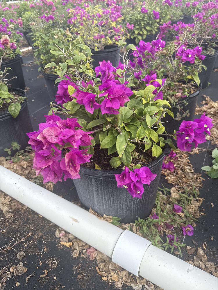 bougainvillea-elizabeth-angus