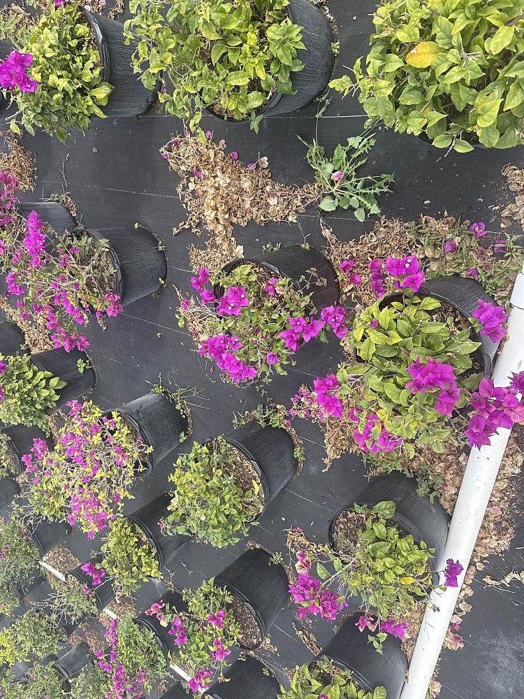 bougainvillea-elizabeth-angus