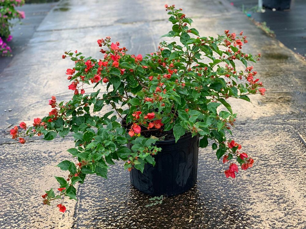 bougainvillea-flame-dwarf