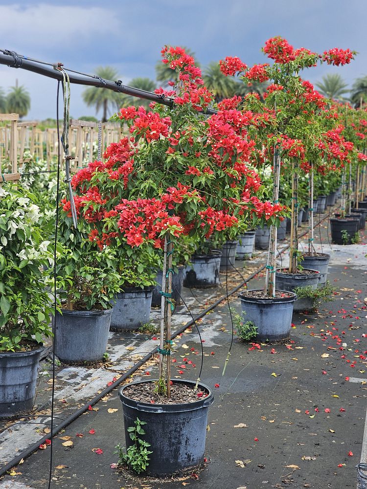 bougainvillea-flame-red