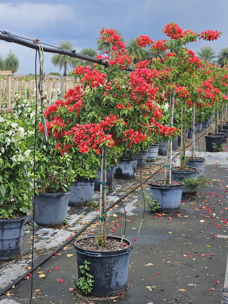 bougainvillea-flame-red