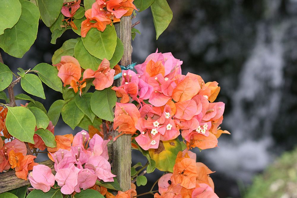 bougainvillea-glabra-bougainvillea-spectabilis-glabra