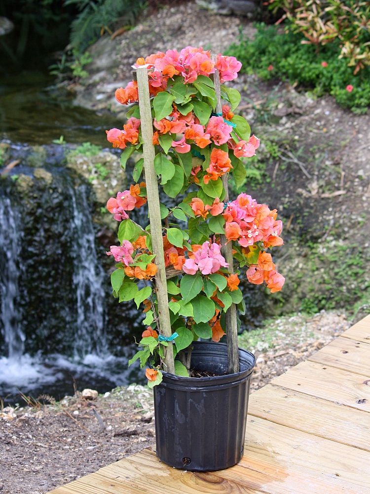 bougainvillea-glabra-bougainvillea-spectabilis-glabra