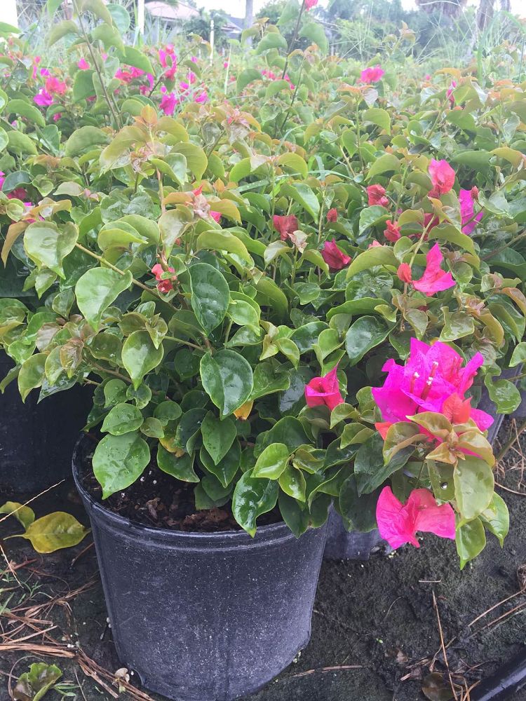 bougainvillea-glabra-helen-johnson-lesser-bougainvillea-paper-flower