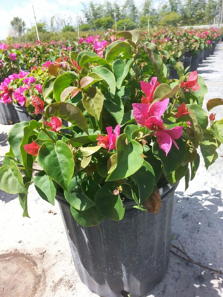 bougainvillea-glabra-helen-johnson-lesser-bougainvillea-paper-flower