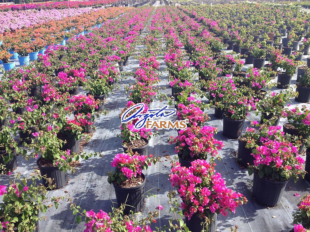 bougainvillea-glabra-helen-johnson-lesser-bougainvillea-paper-flower