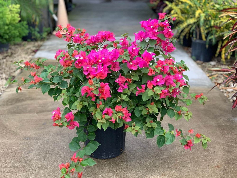 bougainvillea-glabra-helen-johnson-lesser-bougainvillea-paper-flower
