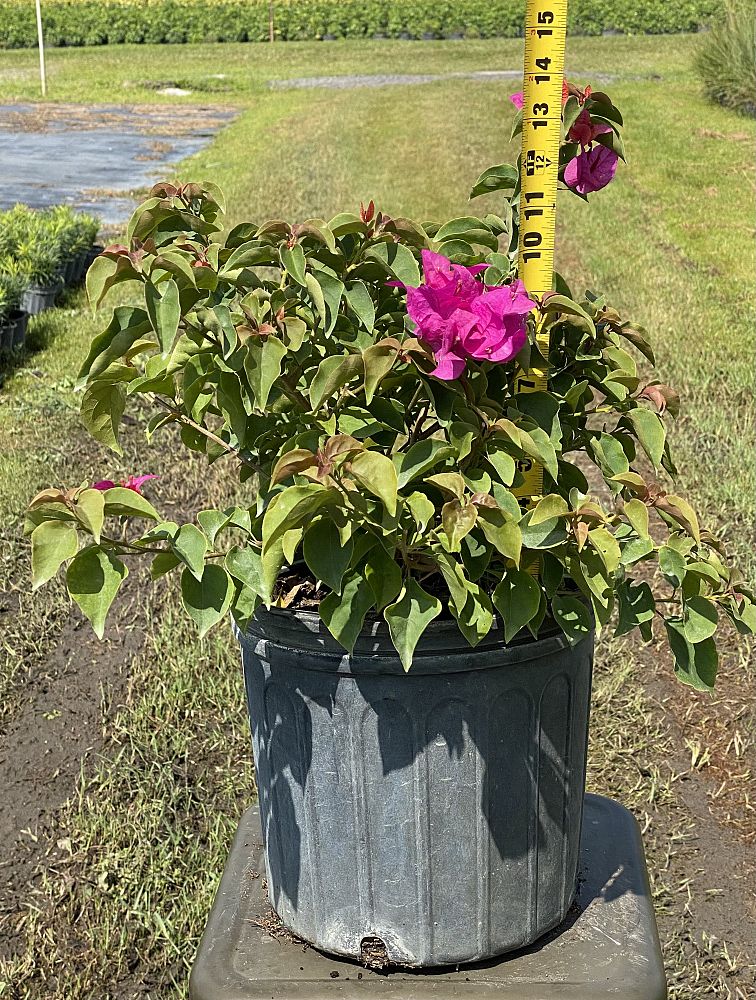 bougainvillea-glabra-helen-johnson-lesser-bougainvillea-paper-flower