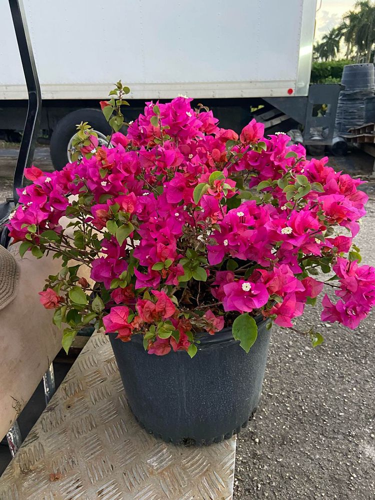 bougainvillea-glabra-helen-johnson-lesser-bougainvillea-paper-flower