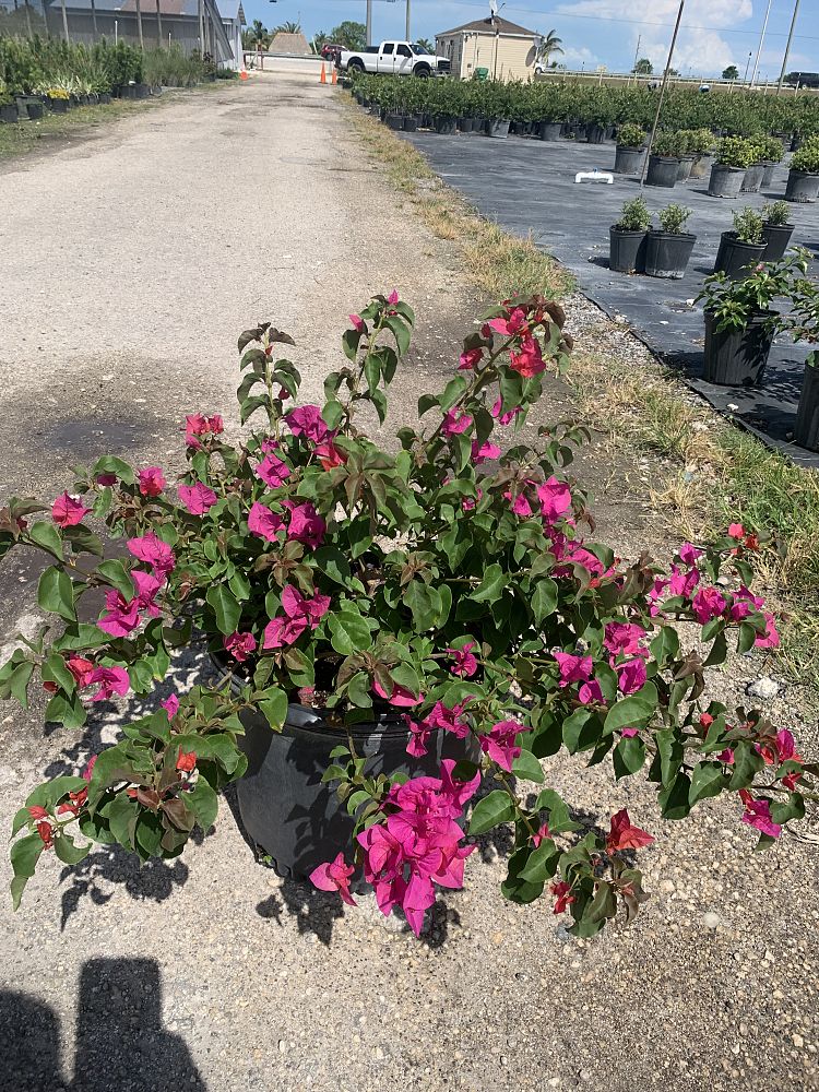 bougainvillea-glabra-helen-johnson-lesser-bougainvillea-paper-flower