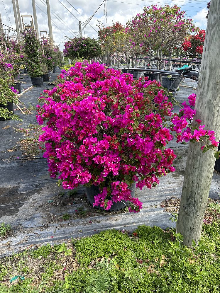 bougainvillea-glabra-helen-johnson-lesser-bougainvillea-paper-flower