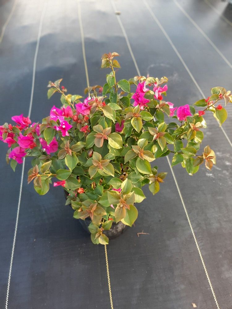 bougainvillea-glabra-helen-johnson-lesser-bougainvillea-paper-flower