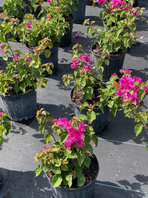 bougainvillea-glabra-helen-johnson-lesser-bougainvillea-paper-flower