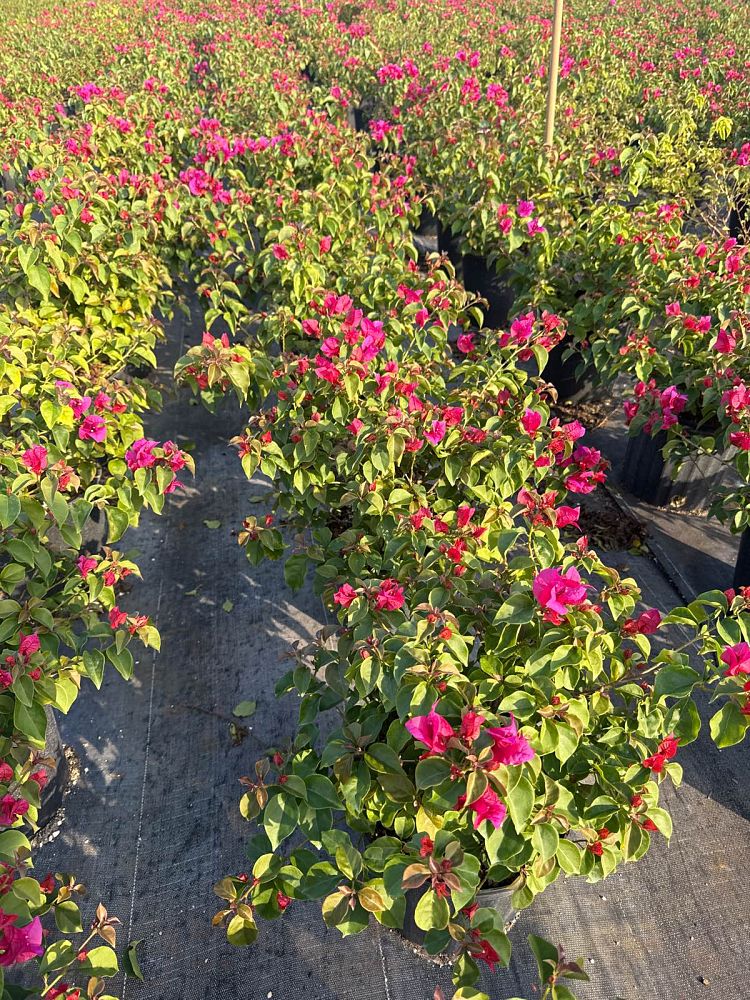 bougainvillea-glabra-helen-johnson-lesser-bougainvillea-paper-flower