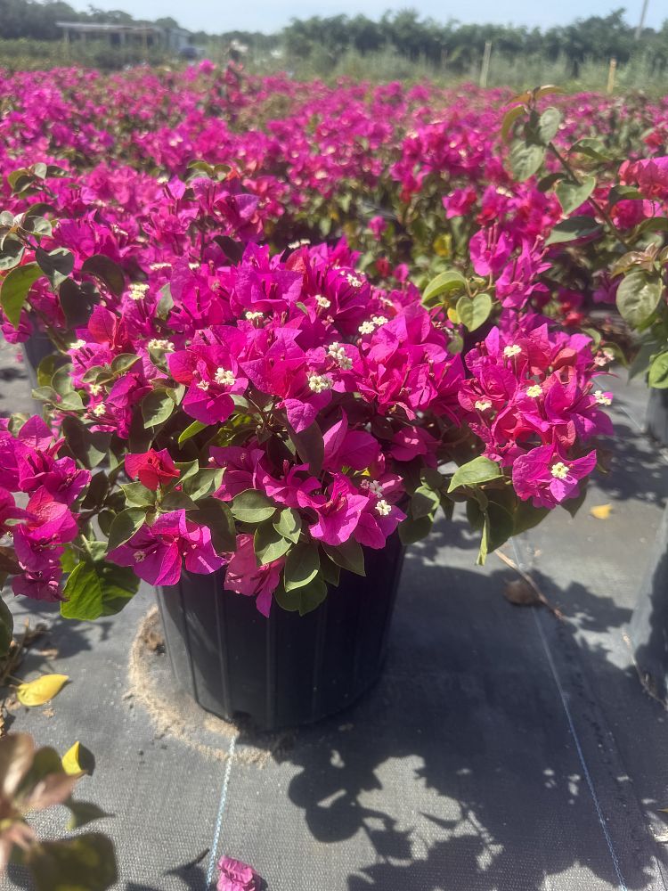 bougainvillea-glabra-helen-johnson-lesser-bougainvillea-paper-flower