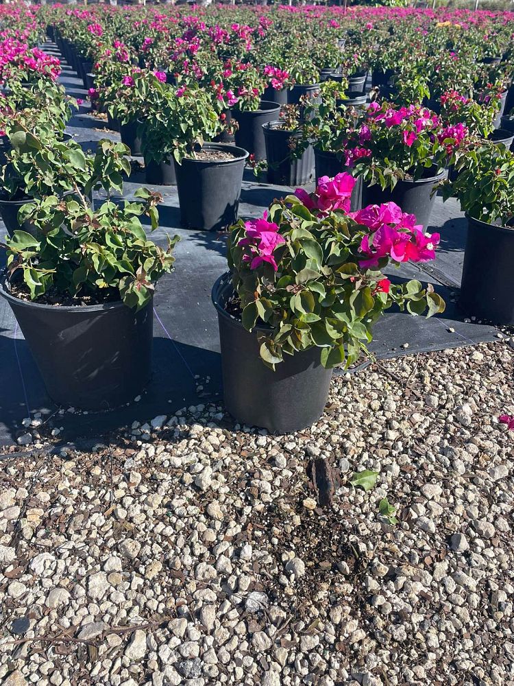 bougainvillea-glabra-helen-johnson-lesser-bougainvillea-paper-flower